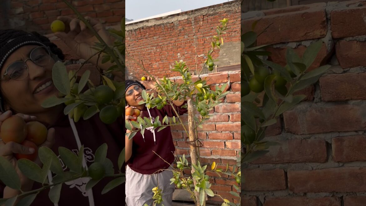 Sabji ki care #terracegarden #vegetables #garden #ideas #gardening #shorts @OrganicGardening1918