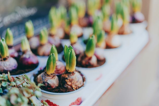 Diarmuid Gavin: My guide to planting summer bulbs Diarmuid Gavin: My guide to planting summer bulbs