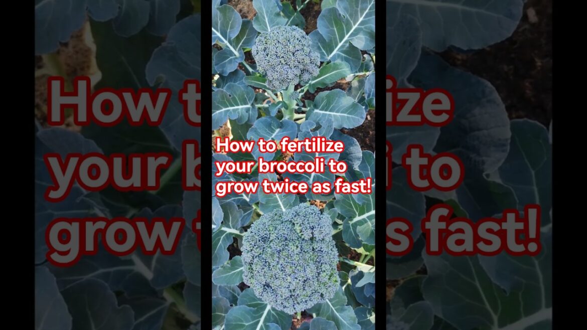 Garden tips 48 - How to fertilize your broccoli #broccoli #wormcasting #gardeningtips
