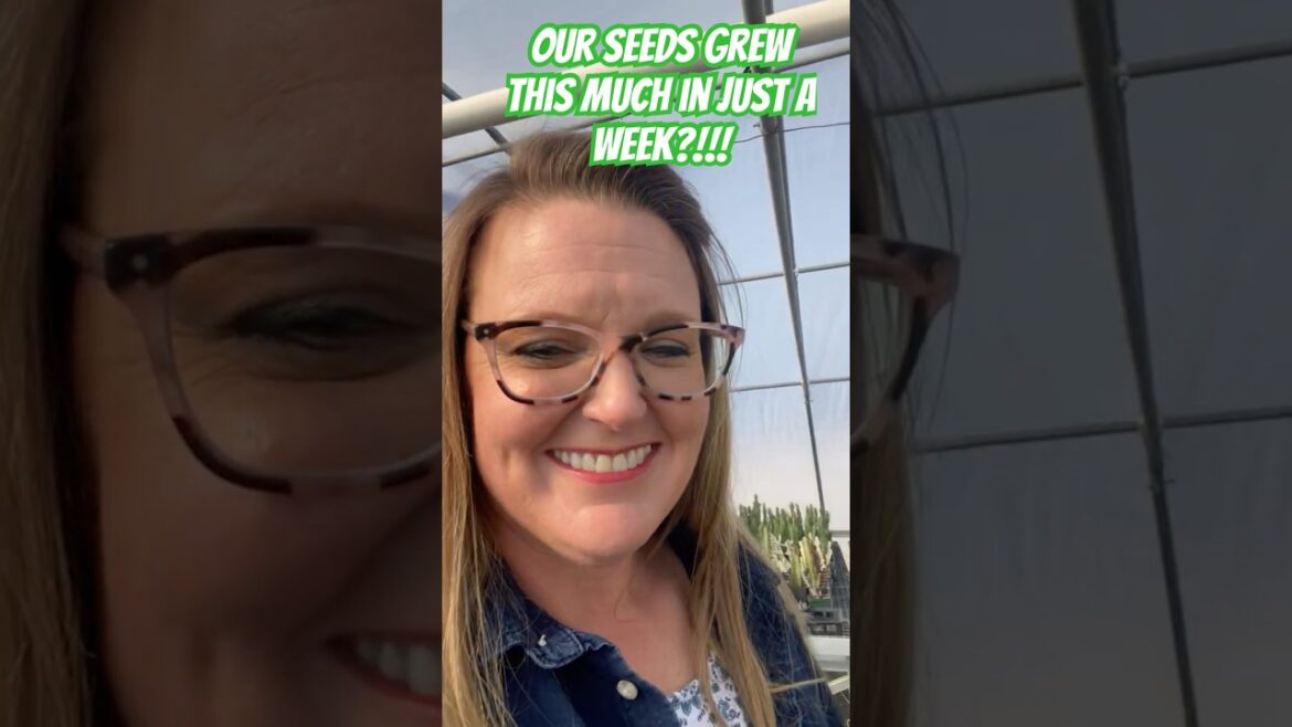 We Grew Lettuce in a Rotisserie Chicken Container?! 🥬 Easy Seed Starting Hack