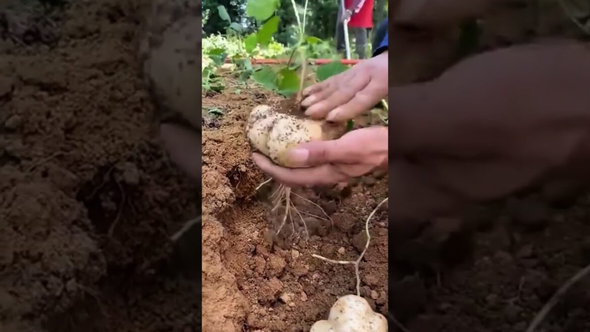 Jícama: The Ultimate Low-Carb Taco Shell 🌮🔥 #herbalism #farming #gardening #permaculture #shorts