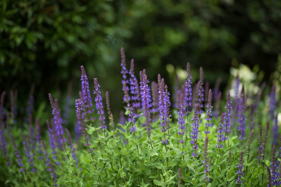 Sage in the Botanical garden Sage in the Botanical garden