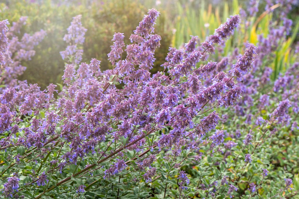 Beautiful, blue summer flowers of Nepeta grandiflora 'Bramdean' Beautiful, blue summer flowers of Nepeta grandiflora 'Bramdean'