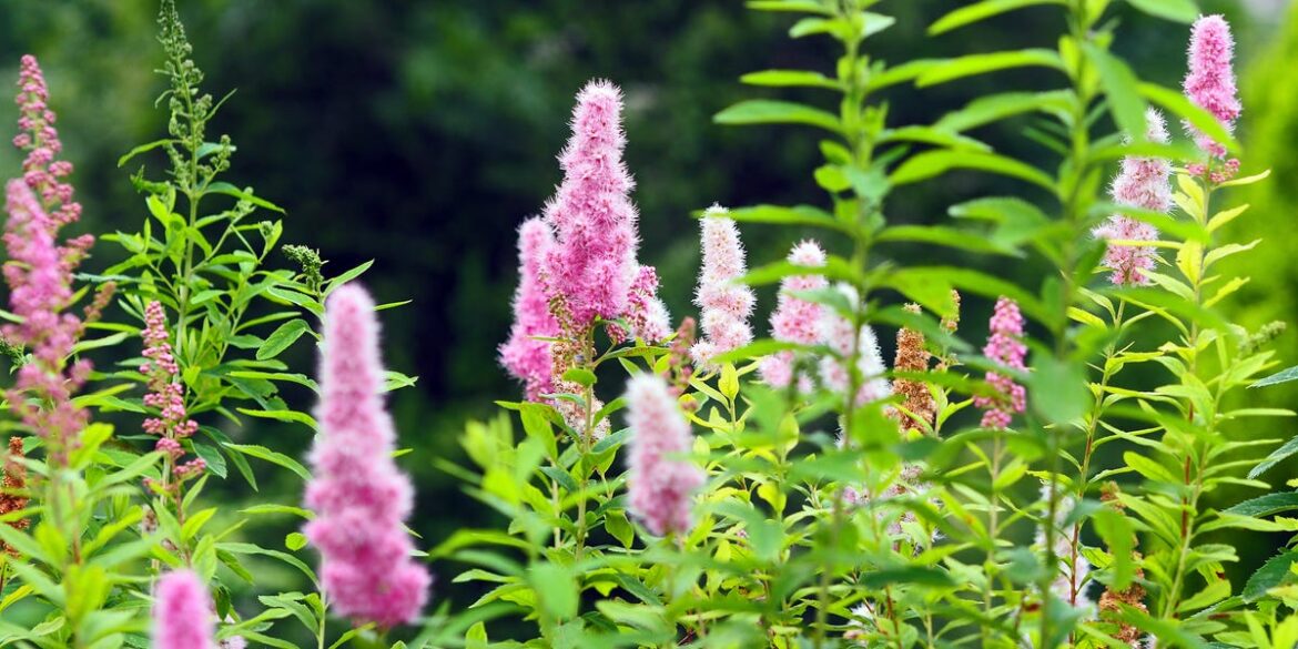 8 Plants To Prune In Late Winter For Amazing Summer Blooms 8 Plants To Prune In Late Winter For Amazing Summer Blooms