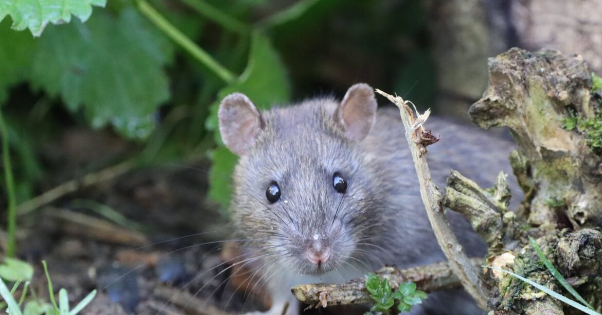 69p vegetable in your garden that rats eat and how to stop them Glasgow Live