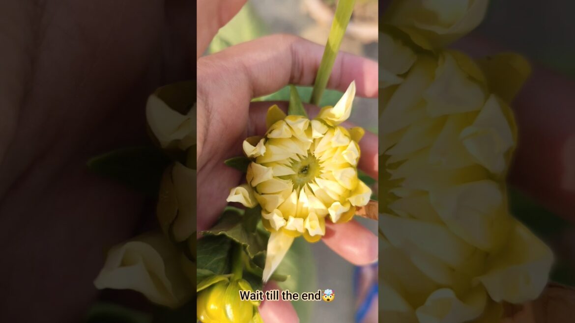 ফুল ফুটলেই মনটা হাসে 🌸🥰 #gardening #youtubeshorts #garden #flowers #rose #love  #video