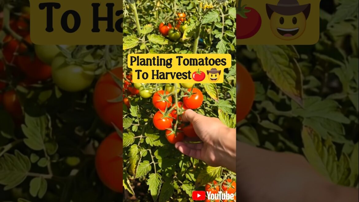 Planting Tomatoes To Harvest | Kitchen Gardending 🍅🤠#gardening #plants #tomatoes #vegetablegardening