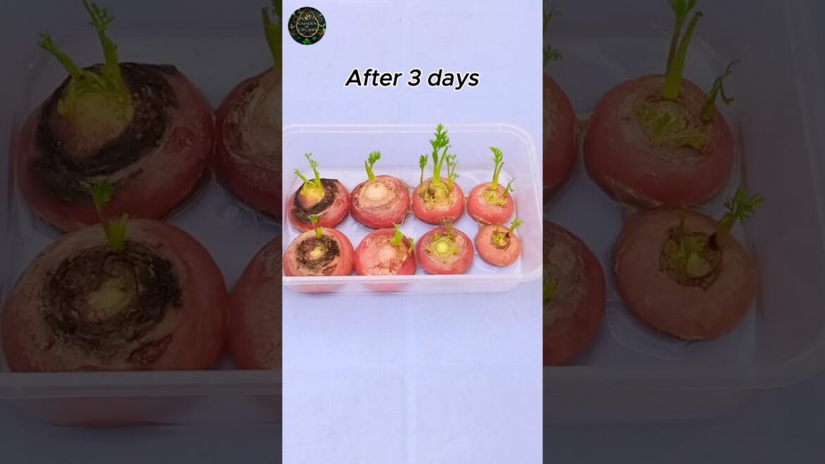 How to Regrow Carrots from Scraps #shorts #gardening #tips