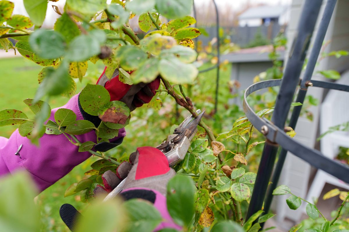Pruning Tender Plants. Handling Roses With Care. Maintaining Garden Health Through Thoughtful Winter Trimming. Nurturing Flourishing Blooms During Winter By Careful Pruning And Attentive Care