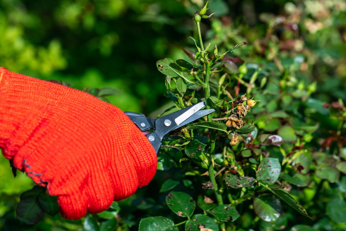 gardener in red gloves makes pruning with pruning shears faded roses flowers. High quality photo