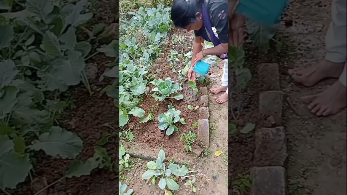 जमीन मे पत्ता गोबी लगाई🥬#gardening#kitchen#recipe#nature#viral#trending#like#subscribe .