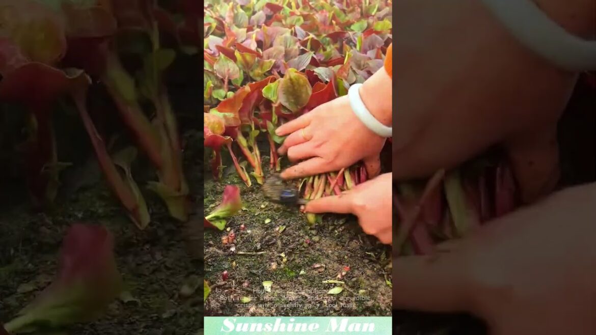 Houttuynia harvest. Tender stems, leaves, roots edible, crisp and mildly spicy. Houttuynia harvest. Tender stems, leaves, roots edible, crisp and mildly spicy.