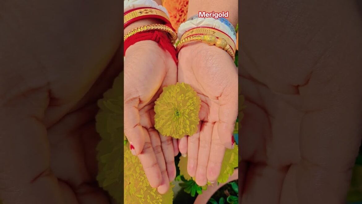 ফুল নিয়ে টিকটক #gardening #youtubeshorts #UpdateGardening #garden #youtubeshort #flowers #rose