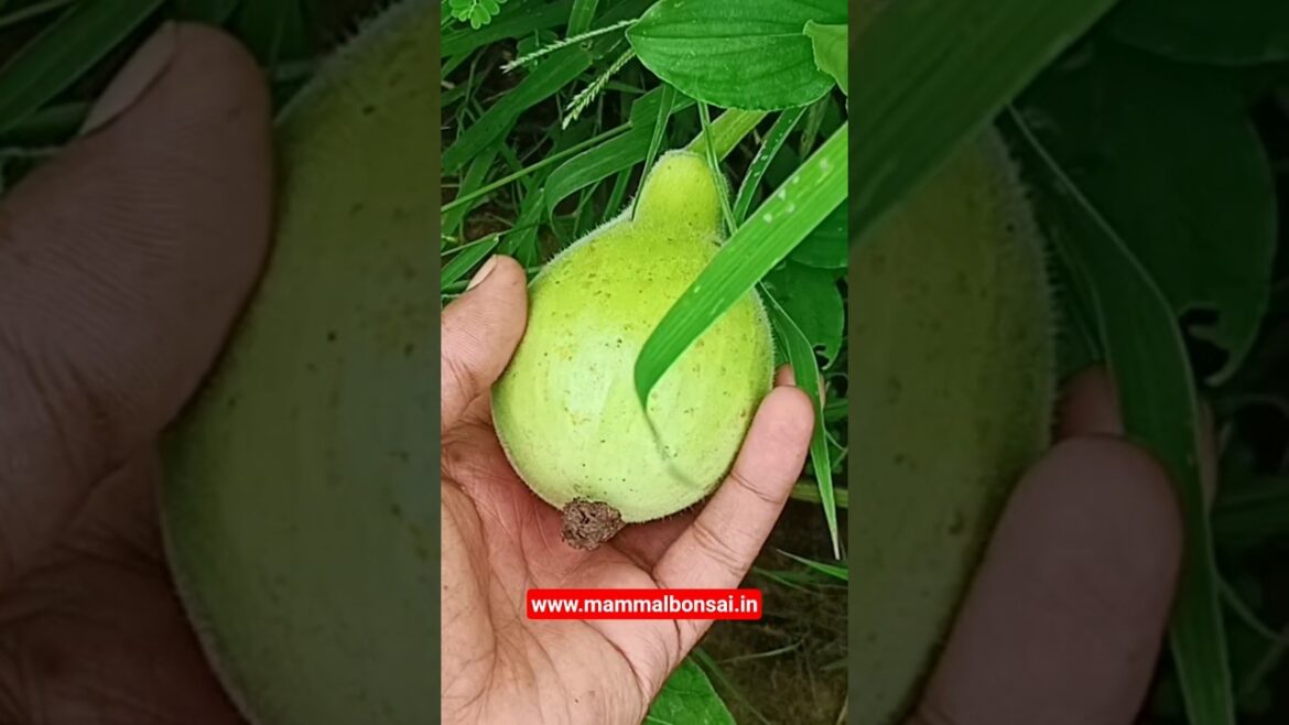 Grow Own Organic Vegetables With  #mammalbonsai #homegardening #vegetablegardening