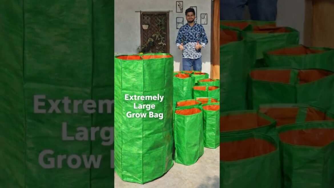 Itne Bade Grow Bags?! π³ Terrace Garden Full Upgrade | 95 Inch Giant Grow Bag Setup #growbag #shorts Itne Bade Grow Bags?! π³ Terrace Garden Full Upgrade | 95 Inch Giant Grow Bag Setup #growbag #shorts