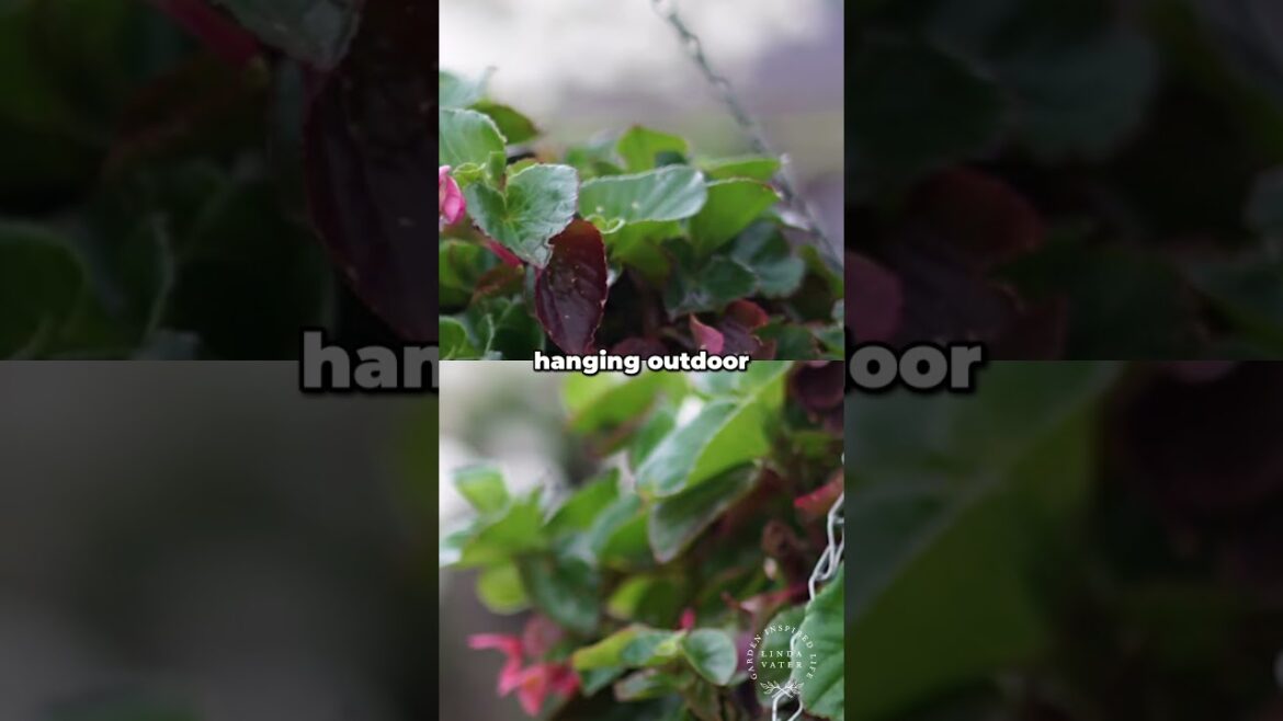 Hanging Outdoor Lighting & Big Baskets Garden Projects! #gardening #gardendesign #garden Hanging Outdoor Lighting & Big Baskets Garden Projects! #gardening #gardendesign #garden