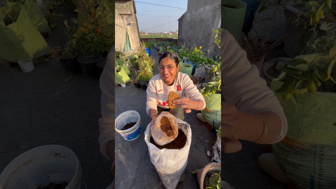 Khad layi use karo #kitchencompost #waste #gardeningideas #garden #shorts @OrganicGardening1918