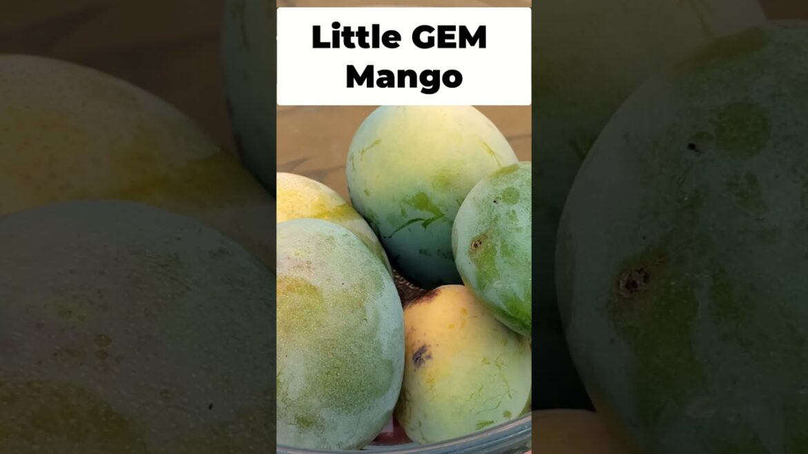 California Gardening: The Ultimate Homegrown Mango Guide π‘π₯ The Ultimate Homegrown Mango Guide π‘π₯