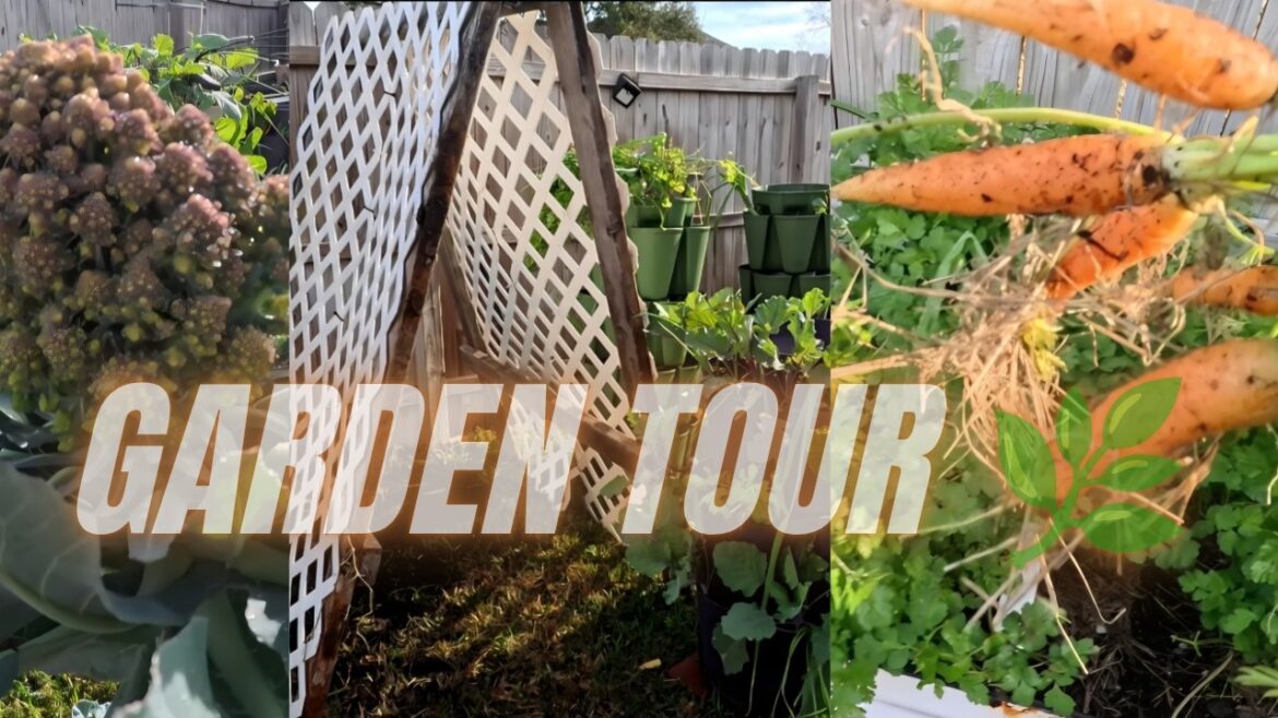 Spring Container Garden Tour 2026 | Zone 9B Houston Garden Walkthrough Spring Container Garden Tour 2026 | Zone 9B Houston Garden Walkthrough