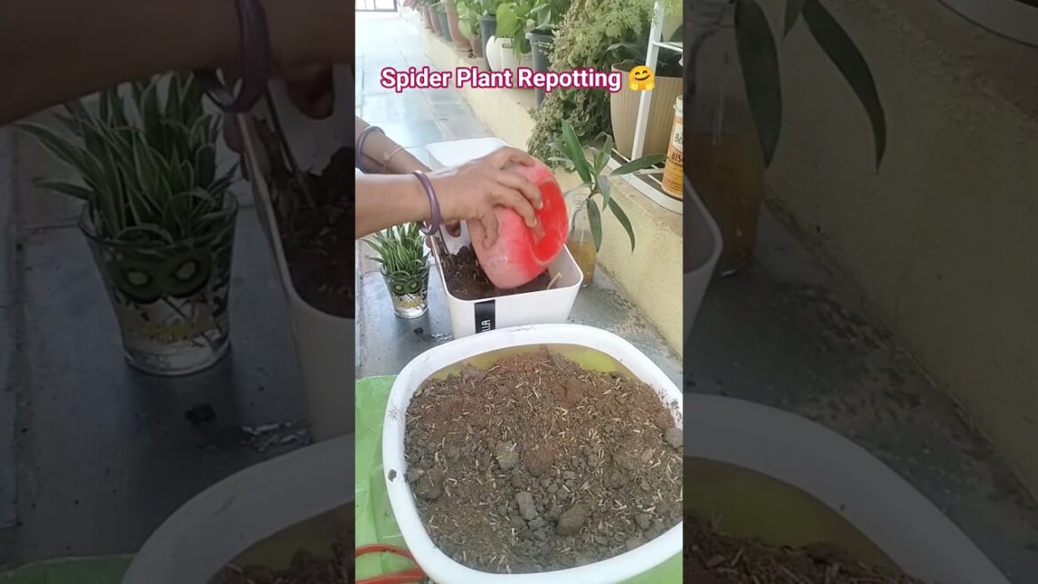 How to repot Spider Plant #garden #shortvideo #plants #gardening #shorts #music #nature #caretips How to repot Spider Plant #garden #shortvideo #plants #gardening #shorts #music #nature #caretips