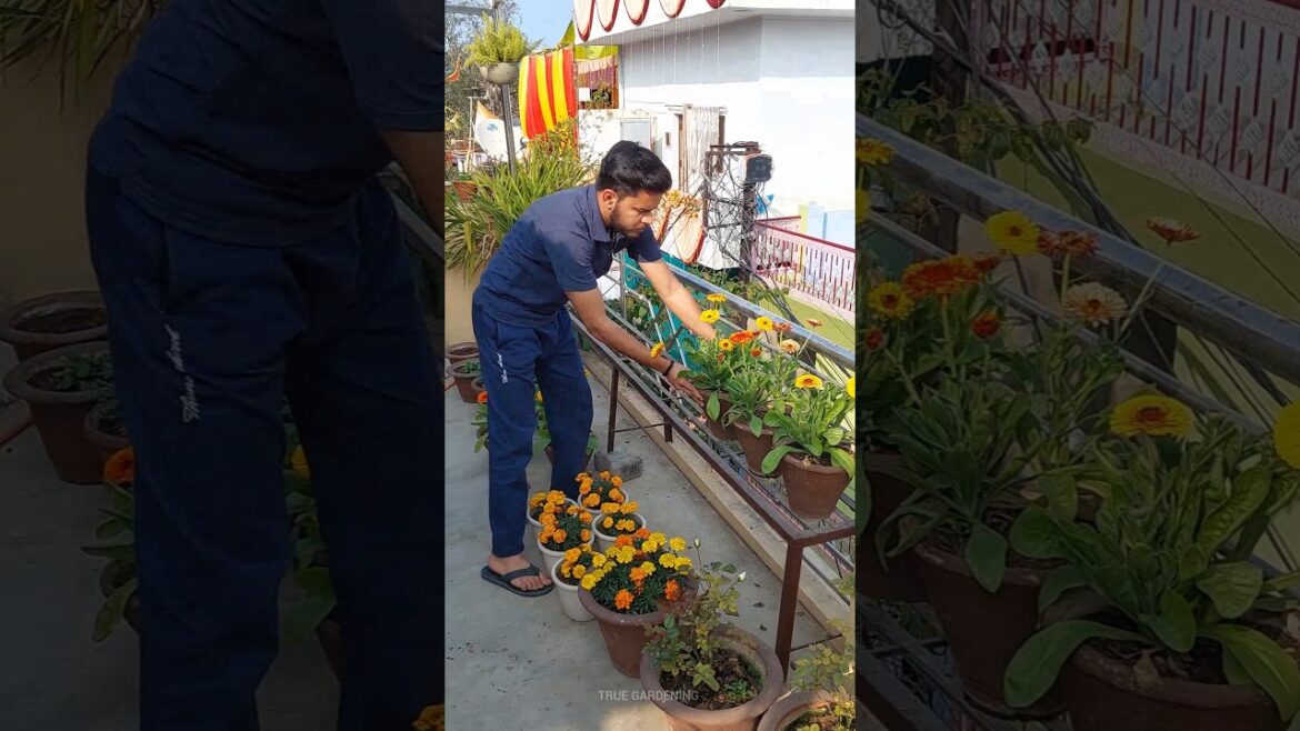 Gardening Tips #gardening #gardeningtips #gardeningideas #garden