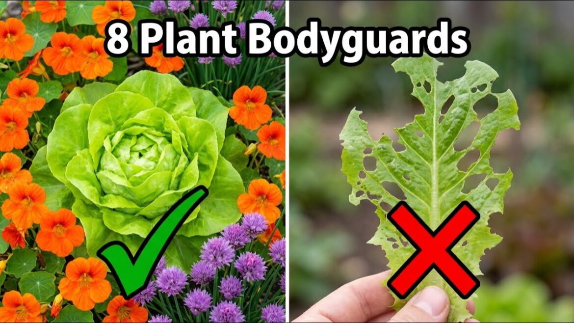 Plant These 8 Allies for Pest-Free Lettuce Harvest | Organic Gardening Tips