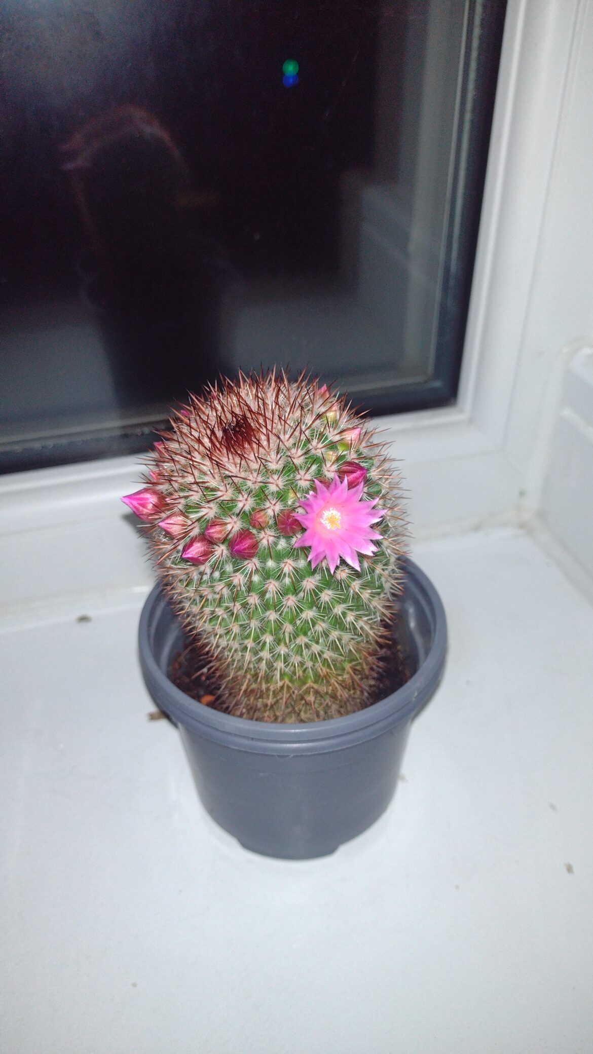 Mr. Prickles has flowered for the first time since I've saved him from poundland many years ago