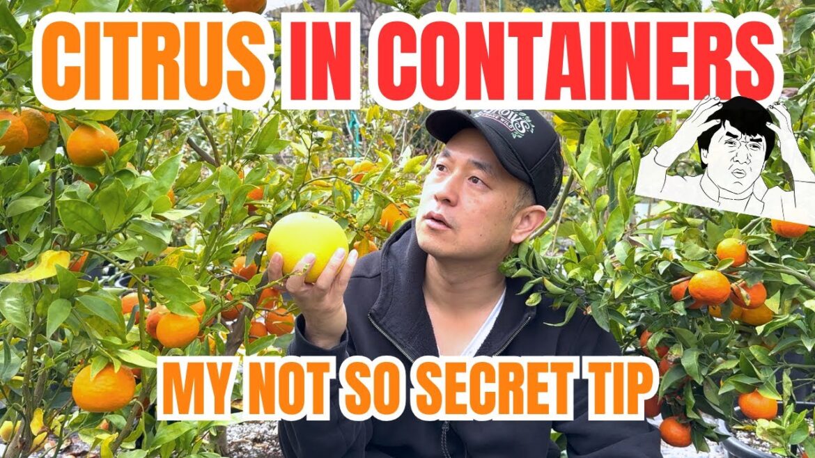 Growing citrus in containers is easy if you do this – Growing Guide Growing citrus in containers is easy if you do this - Growing Guide