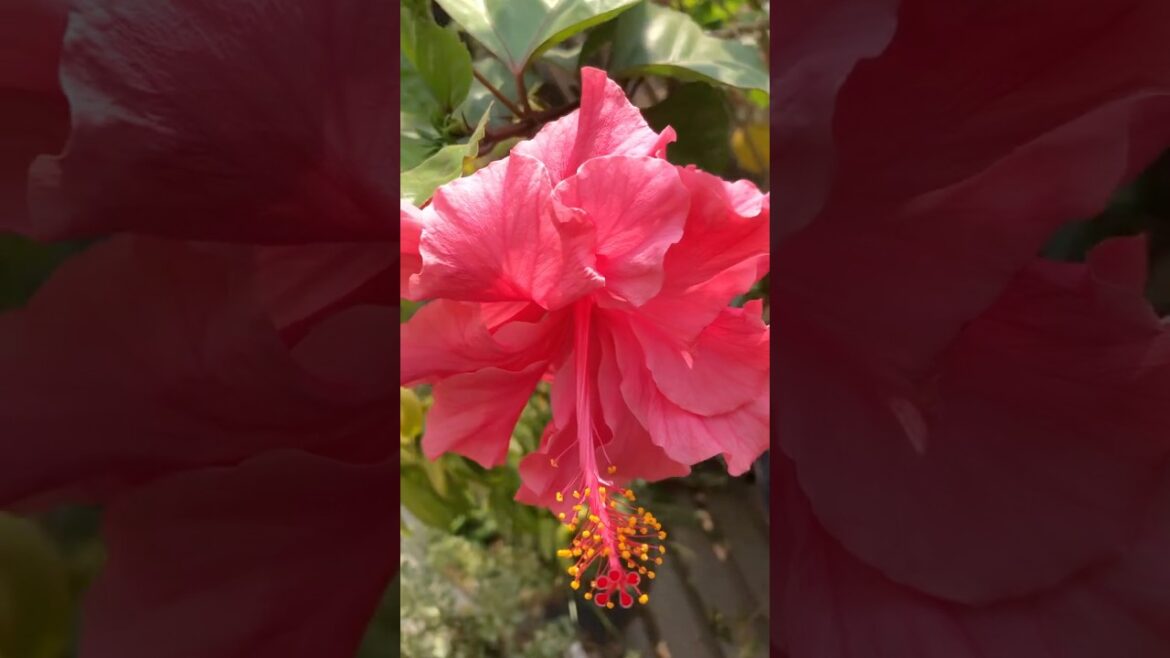 🌸 [Beautiful pink Hibiscus] & [Dhaka ] #flowers #nature #hibiscus #ytshorts #yt #love #trends #bd