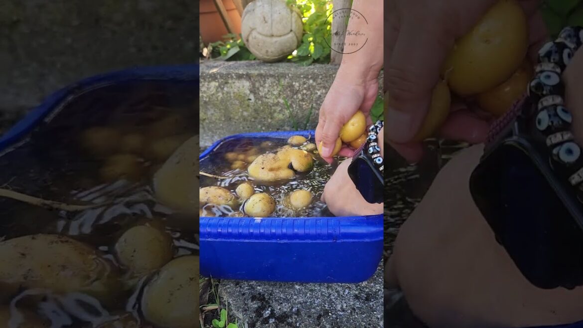 #organicvegetable #shorts #potatoes #homegardening #harvestingvegetables #backyardgarden #shortvideo