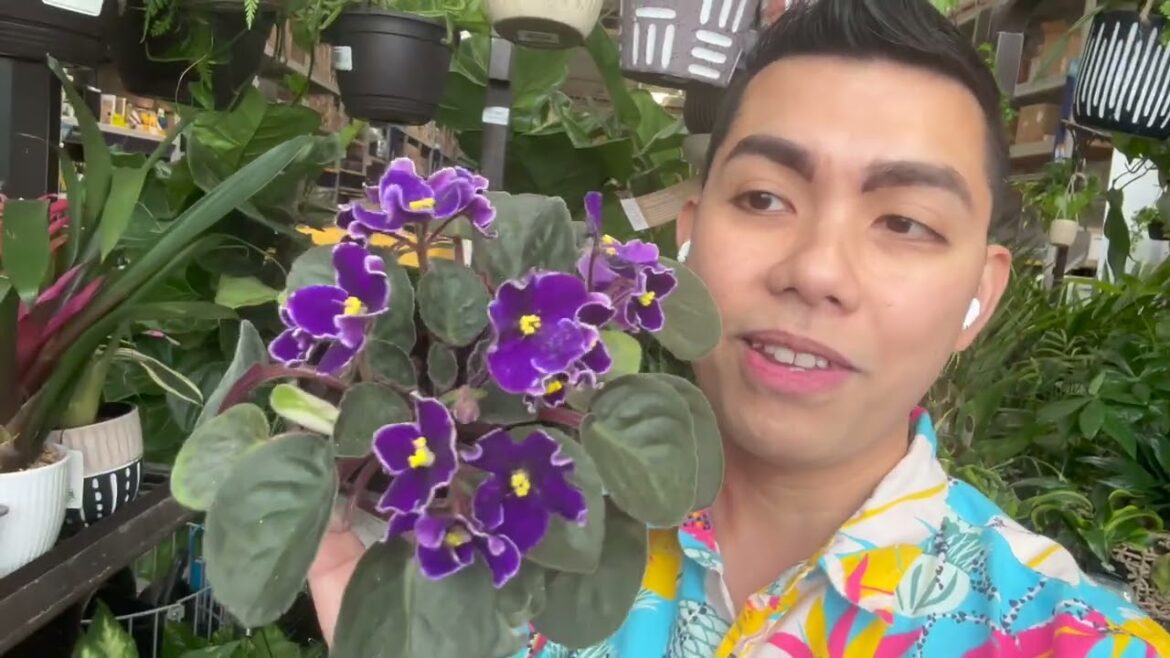 January 2026 Inventory Update: Home Depot & Lowe's Houseplant Hunt Big Box Store Plant Shopping