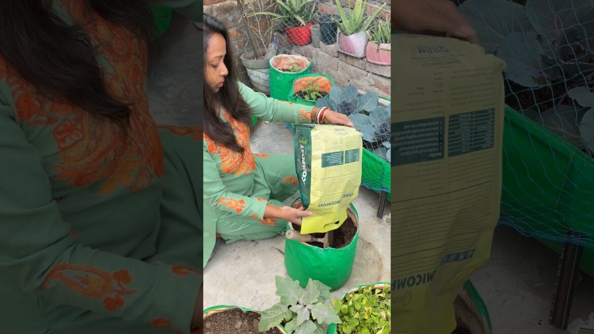 बैगन की potting #shortsfeed #gardening #terracegardenindia #garden #plants #yt #vegetables बैगन की potting #shortsfeed #gardening #terracegardenindia #garden #plants #yt #vegetables