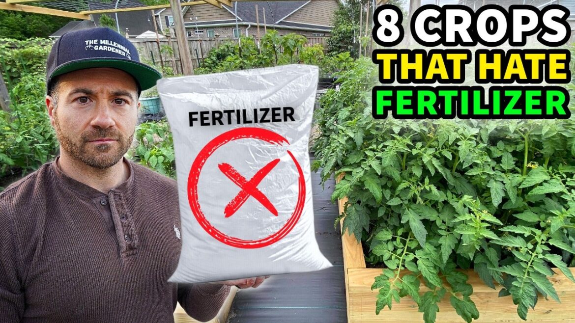 These Plants HATE Fertilizer! Lazy Gardening On A Budget