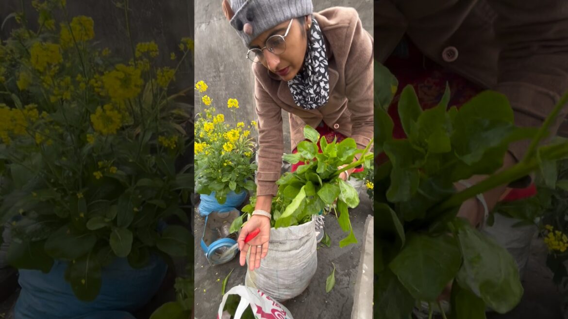 Saag,Palak,bathu di harvesting late ho gayi c #vegetables #gardening #shorts @OrganicGardening1918