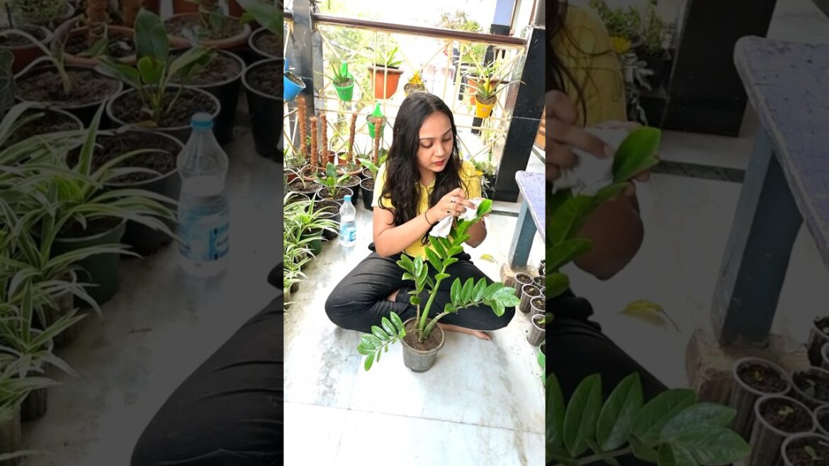 ZZ propagation = patience + time | Stem ka tutna loss nhi hai, nayi shuruat hai🌱#plants #propagation ZZ propagation = patience + time | Stem ka tutna loss nhi hai, nayi shuruat hai🌱#plants #propagation