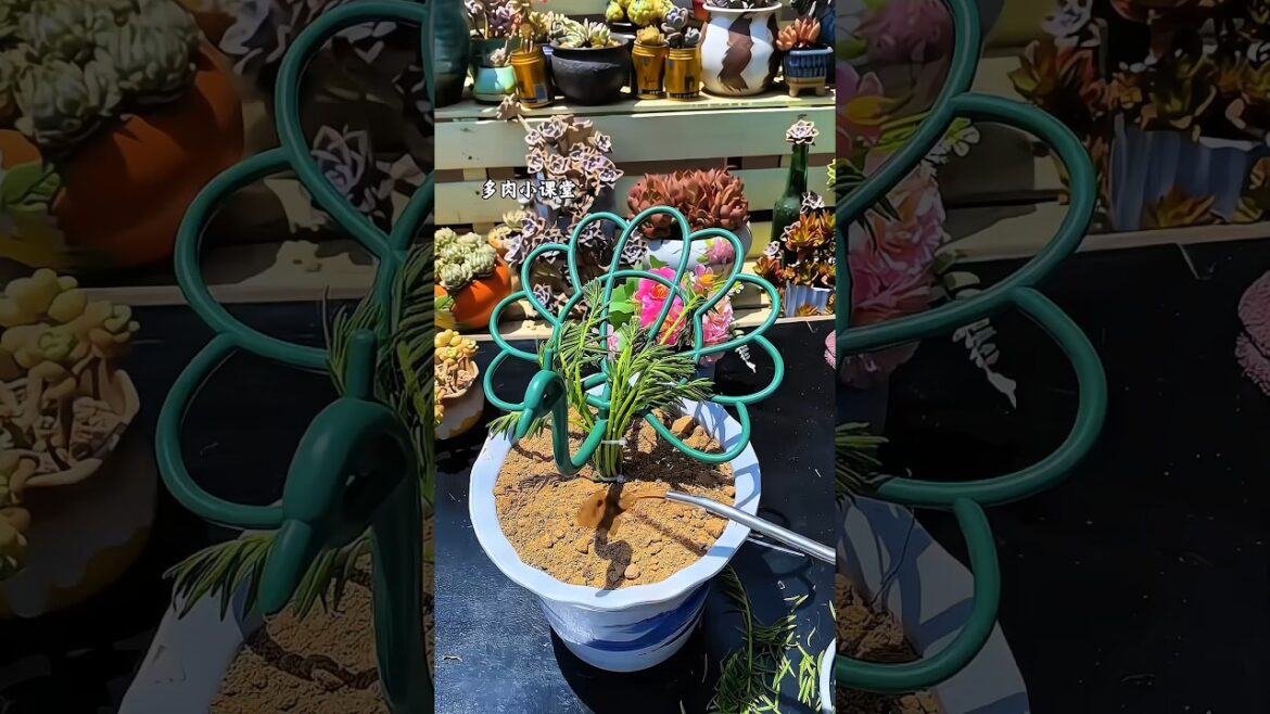 Grow Portulaca the Easy Way 🌼 | Best Heat-Tolerant Flower for Your Garden #Shorts Grow Portulaca the Easy Way 🌼 | Best Heat-Tolerant Flower for Your Garden #Shorts