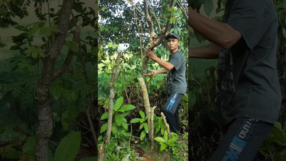 Home Garden and Gardening Tips #garden #gardening #farming