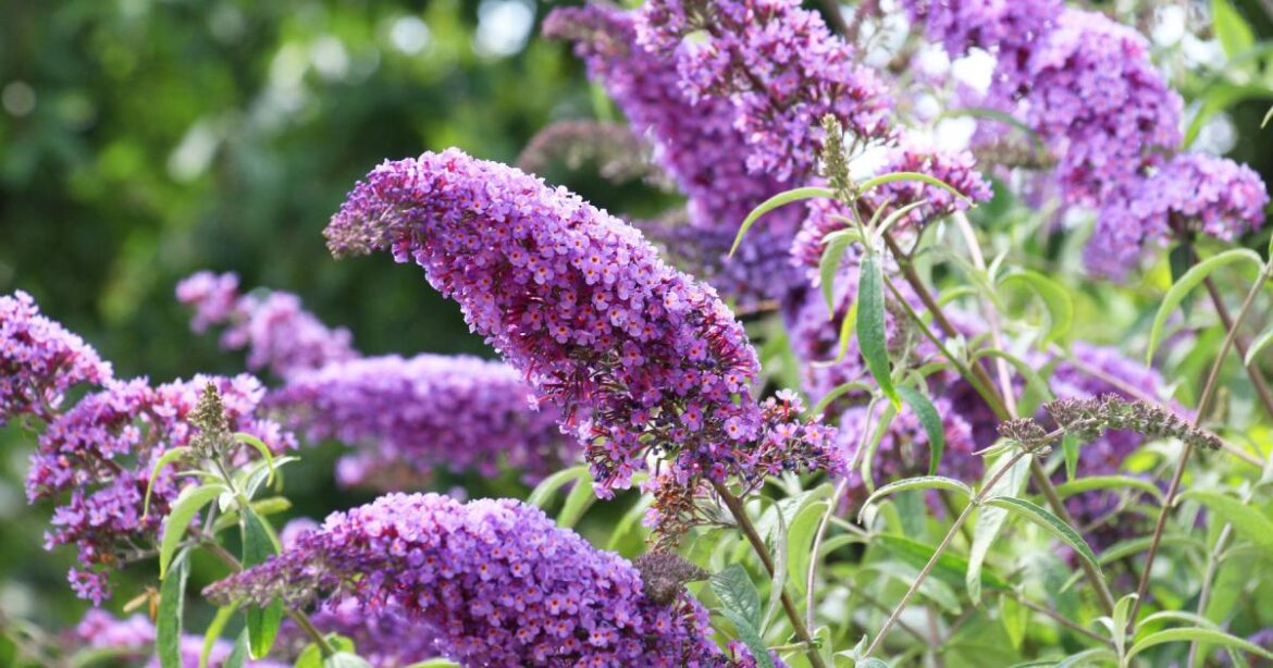 Gardeners urged to prune these three plants in February Gardeners urged to prune these three plants in February