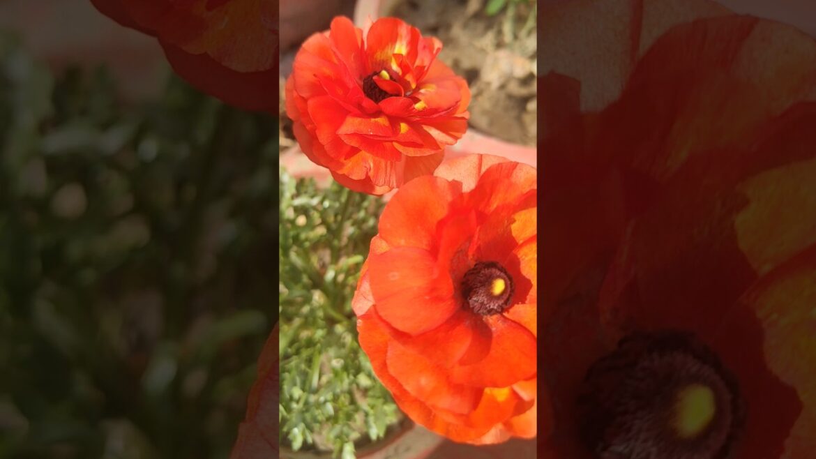 Ranunculas flower #rose #trend