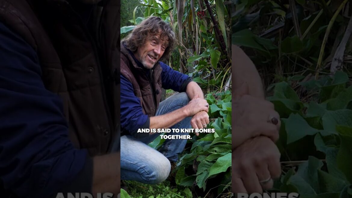 Comfrey: the plant that heals soil andbones. #permaculture #organicgardening