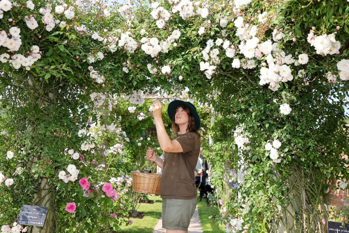 Gardener Gemma Morson at David Austin roses in Albrighton, Shropshire.