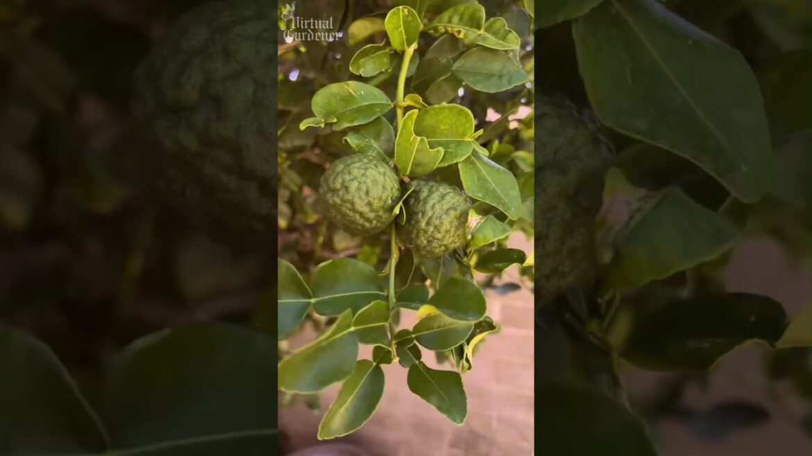 Unique Citrus Trees You’ve Never Seen 🍋