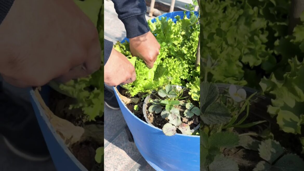 So many  BROCCOLI to harvest 😍 | Biggest harvest in our kitchen garden