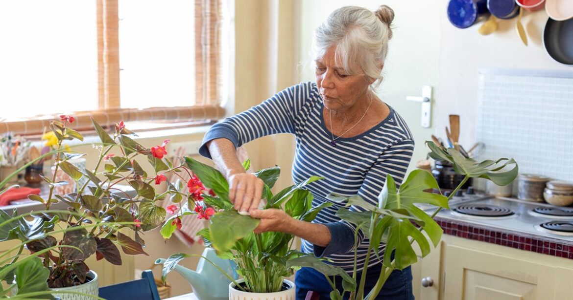 Gardening expert explains ‘best time’ to repot your houseplants going into spring Glasgow Live