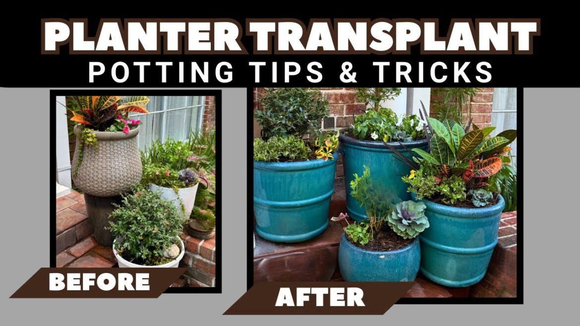 Container Garden TRANSFORMATION! 🪴 | Potting Tips & Tricks for Stunning Planters Container Garden TRANSFORMATION! 🪴 | Potting Tips & Tricks for Stunning Planters
