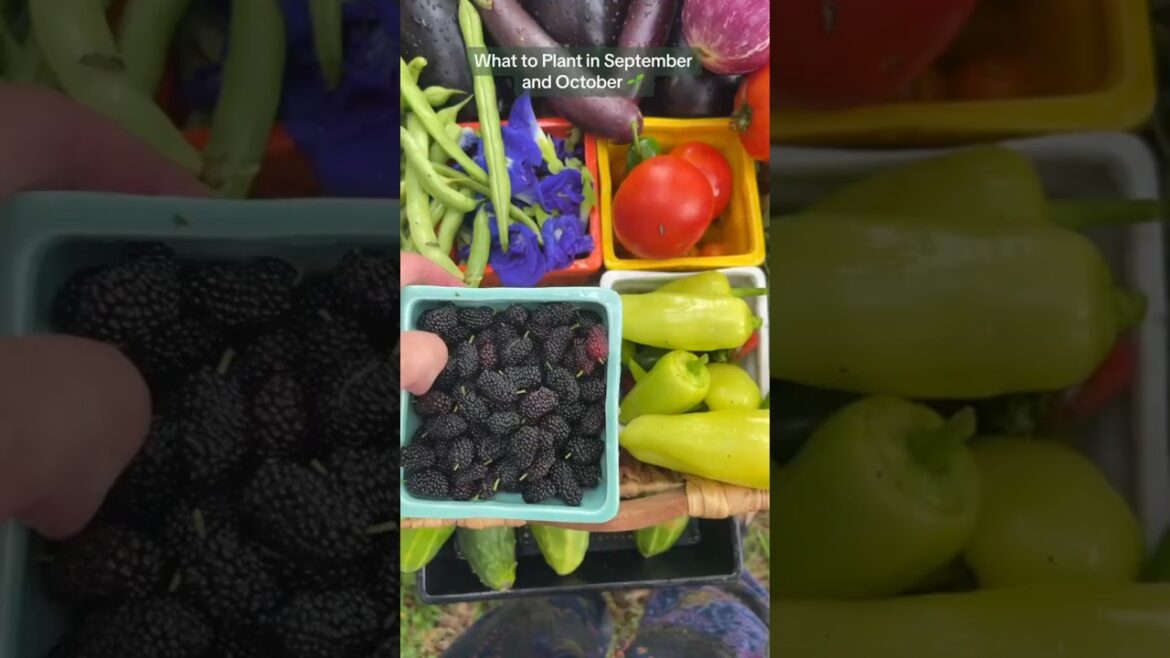 What to Plant in September & October | Fall Vegetable Gardening Guide 🌿