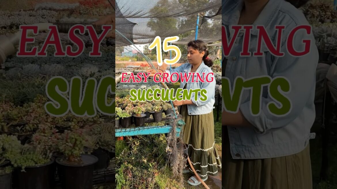 summer acclimated succulents Lowest 8৽C Highest 45৽C WhatsApp 7044494314 #garden #succulents