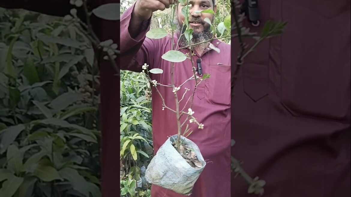 lemon plant amazing flower #shorts #viral #lemon lemon plant amazing flower #shorts #viral #lemon