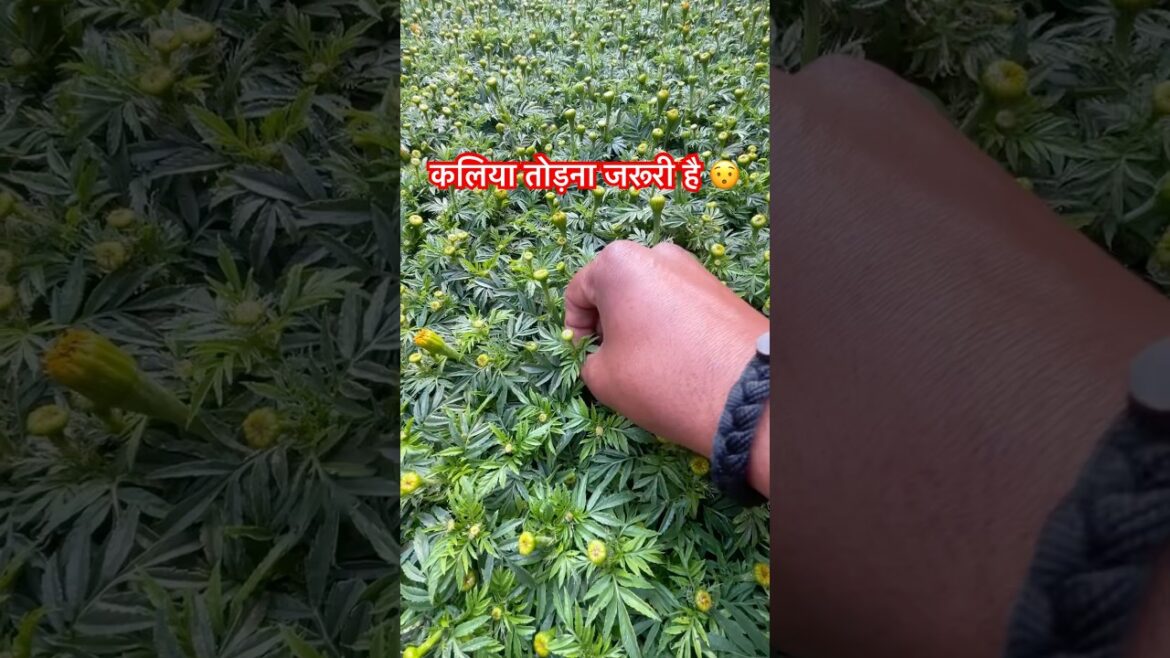 कलम वाले पौधों में फूल रखना सही है या गलत?#vlog #minivlog #shorts #plants #farming