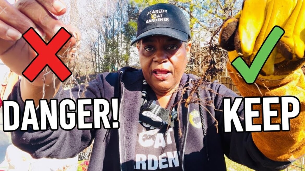 Why Your Container Plants Don’t Grow! Dig It Up BEFORE Spring! 😳 Why Your Container Plants Don’t Grow! Dig It Up BEFORE Spring! 😳